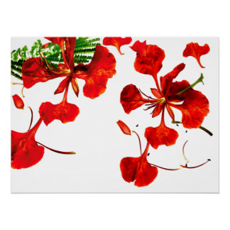 Poster Royal Poinciana