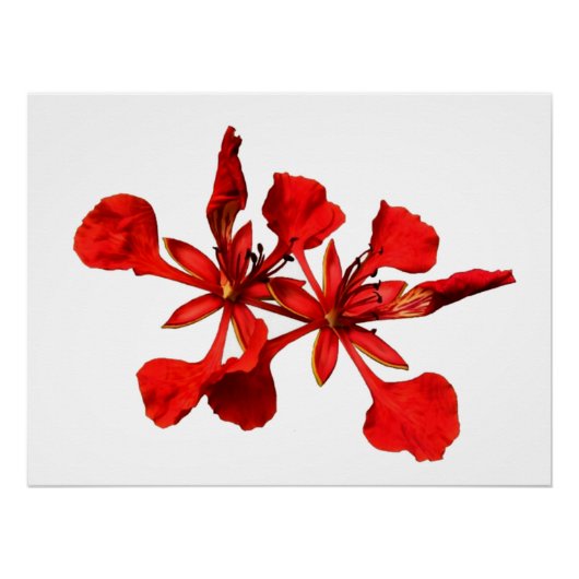 Poster Royal Poinciana (Voorkant)