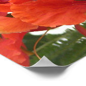 Poster Royal Poinciana (Hoek)