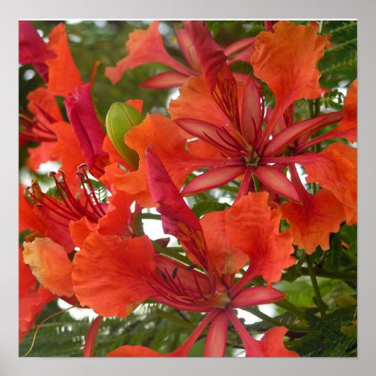 Poster Royal Poinciana (Voorkant)