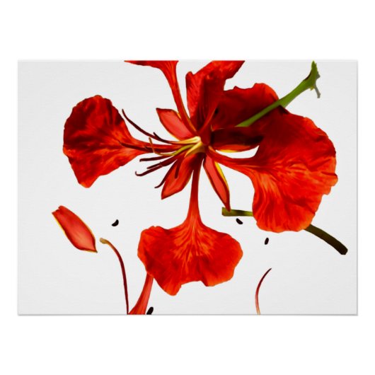 Poster Royal Poinciana (Voorkant)