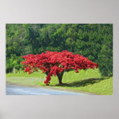 Poster Royal Poinciana (Voorkant)