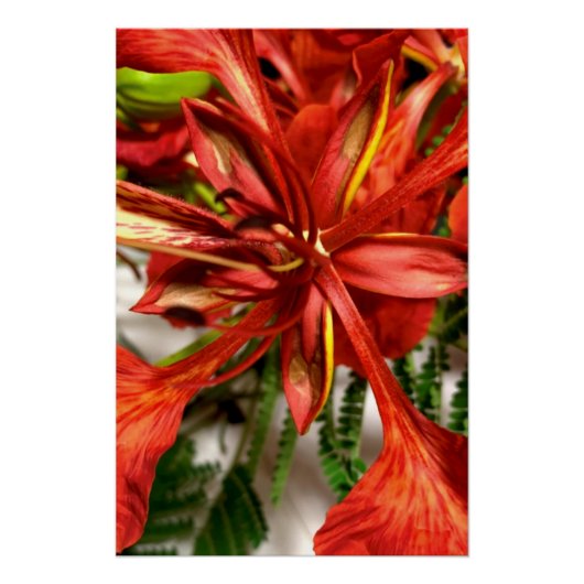 Poster Royal Poinciana  (Voorkant)