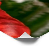 Poster Royal Poinciana  (Hoek)