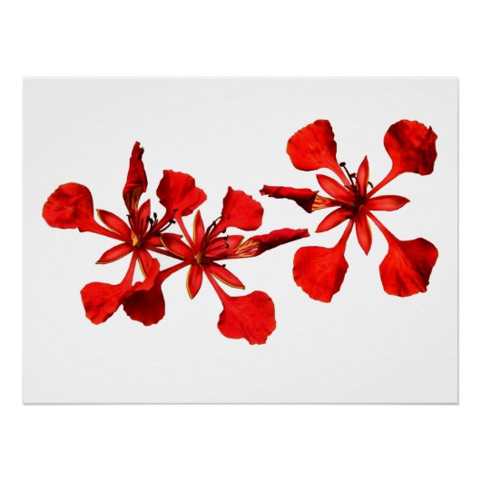 Poster Royal Poinciana (Voorkant)