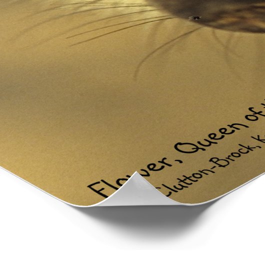 Poster - Royal Whiskers Collectie (Hoek)