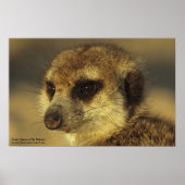 Poster - Royal Whiskers Collectie (Voorkant)