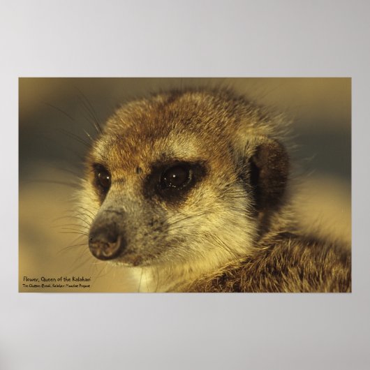 Poster - Royal Whiskers Collectie (Voorkant)