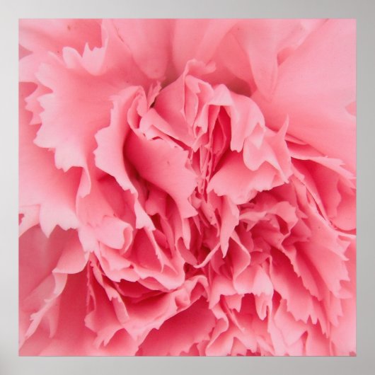 Poster roze anjer dicht bij elkaar (Voorkant)