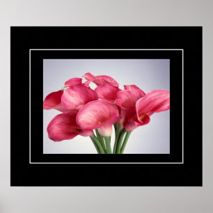 Poster-Roze Calla Lilies Poster