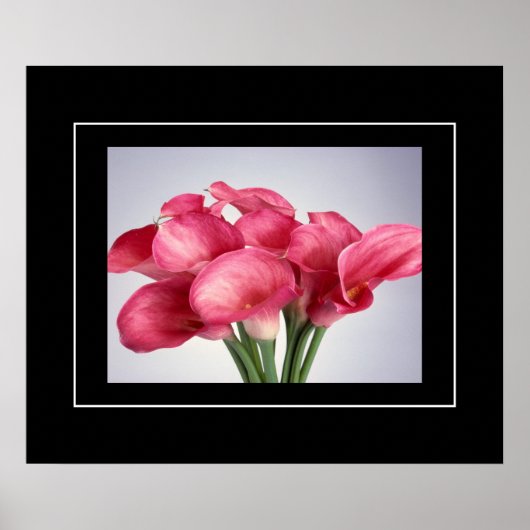 Poster-Roze Calla Lilies Poster (Voorkant)