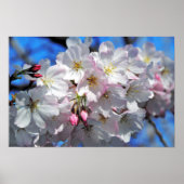 Poster Roze Cherry Blossom Flowers (Voorkant)