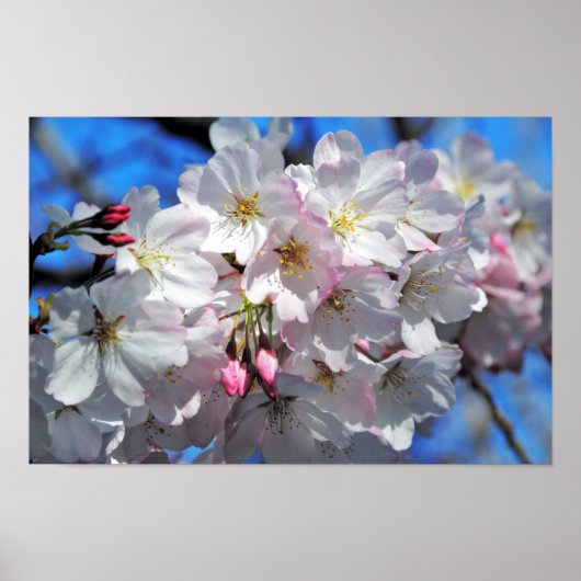 Poster Roze Cherry Blossom Flowers (Voorkant)