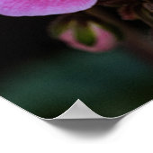 Poster Roze Geranium Bloemen Fotografie (Hoek)