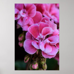 Poster Roze Geranium Bloemen Fotografie