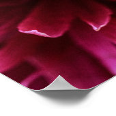 Poster Roze Pioenblaadjes (Hoek)