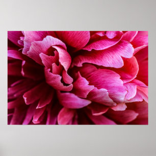 Poster Roze Pioenblaadjes