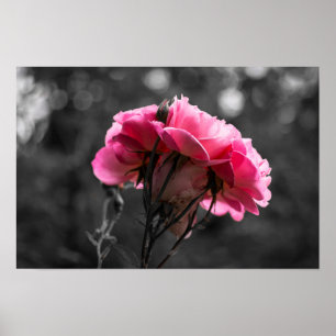 Poster Roze Roos Elegantie
