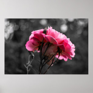 Poster Roze Roos Elegantie