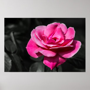 Poster Roze Roos Elegantie