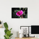 Poster Roze Roos En Knoppen Fotografie (Thuiskantoor)