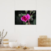 Poster Roze Roos En Knoppen Fotografie (Keuken)