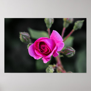 Poster Roze Roos En Knoppen Fotografie