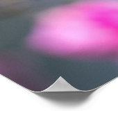 Poster Roze Roos Fotografie (Hoek)