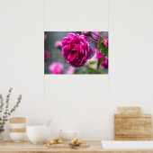 Poster Roze Roos Fotografie (Keuken)