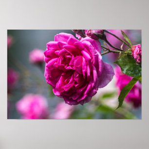 Poster Roze Roos Fotografie