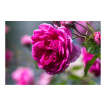 Poster Roze Roos Fotografie
