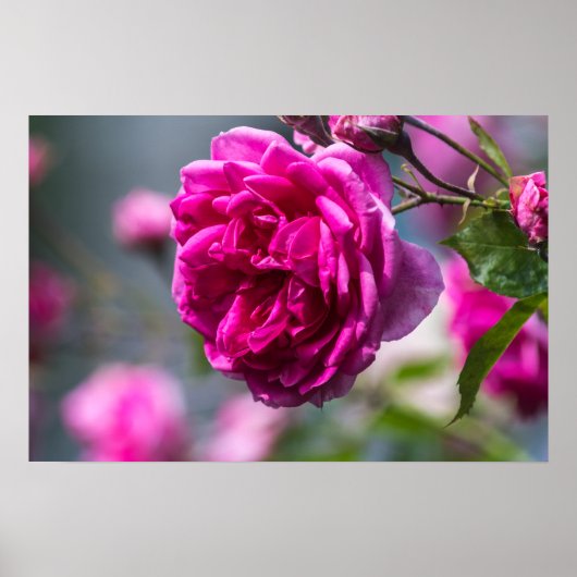 Poster Roze Roos Fotografie (Voorkant)