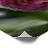 Poster Roze Rozen - Blozende Duet (Hoek)
