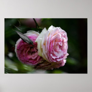 Poster Roze Rozen - Blozende Duet