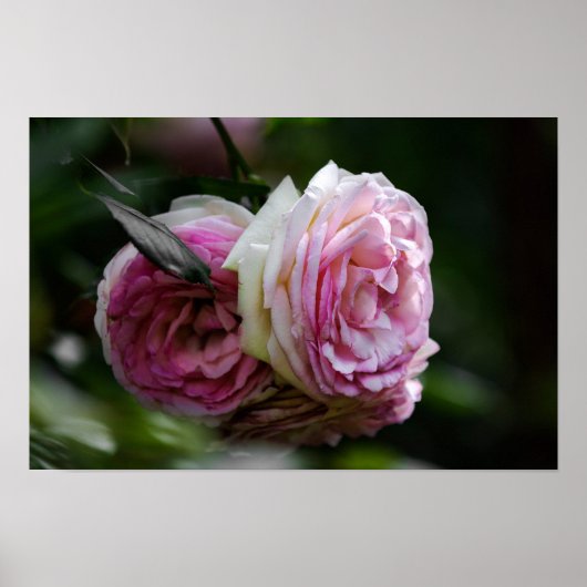 Poster Roze Rozen - Blozende Duet (Voorkant)