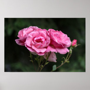 Poster Roze Rozen Fotografie
