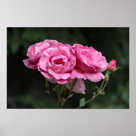Poster Roze Rozen Fotografie (Voorkant)