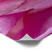 Poster Roze Rozenblaadjes En Dauwdruppels (Hoek)