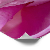 Poster Roze Rozenblaadjes En Dauwdruppels (Hoek)