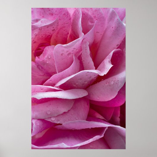 Poster Roze Rozenblaadjes En Dauwdruppels (Voorkant)