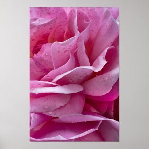 Poster Roze Rozenblaadjes En Dauwdruppels