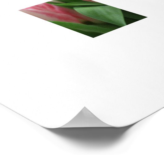 Poster roze tulpen (Hoek)