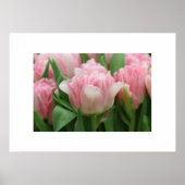 Poster roze tulpen (Voorkant)
