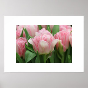 Poster roze tulpen