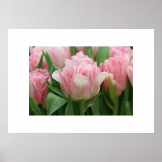 Poster roze tulpen (Voorkant)