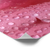 Poster Rozenblaadjes Na De Regen Fotografie (Hoek)