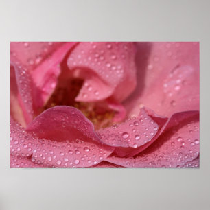 Poster Rozenblaadjes Na De Regen Fotografie