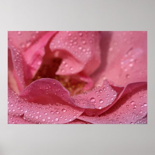 Poster Rozenblaadjes Na De Regen Fotografie (Voorkant)