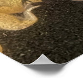 POSTER Rugzak afbeelding science kikkers zwemmen (Hoek)