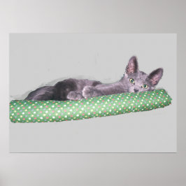 Poster - Russisch Blauw Kitten